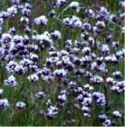 drought tolerant plants for California