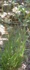 drought tolerant plants for California