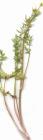 drought tolerant plants for California