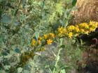 goldenrod groundcover
