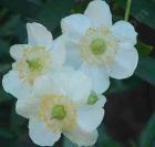 drought tolerant plants for California