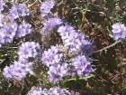 drought tolerant plants for California