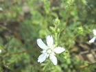 drought tolerant plants for California