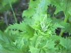 drought tolerant plants for California
