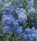 drought tolerant plants for California