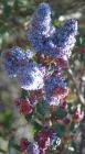 drought tolerant plants for California