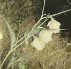 drought tolerant plants for California