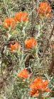 drought tolerant plants for California
