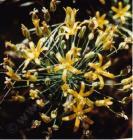 drought tolerant plants for California