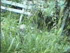 drought tolerant plants for California