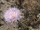drought tolerant plants for California
