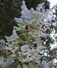 drought tolerant plants for California