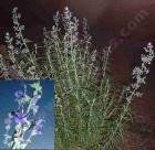 drought tolerant plants for California