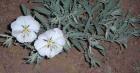 drought tolerant plants for California