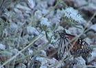 drought tolerant plants for California