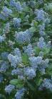 drought tolerant plants for California