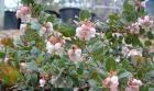 drought tolerant plants for California