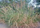 drought tolerant plants for California