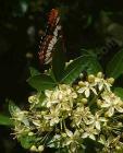 drought tolerant plants for California