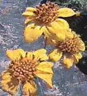 drought tolerant plants for California