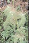 drought tolerant plants for California