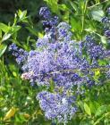drought tolerant plants for California