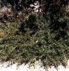 drought tolerant plants for California