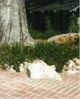 drought tolerant plants for California