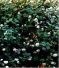 drought tolerant plants for California