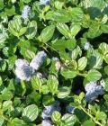 drought tolerant plants for California