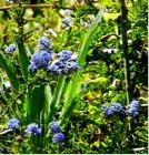 drought tolerant plants for California
