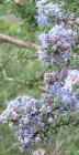 drought tolerant plants for California