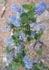 drought tolerant plants for California