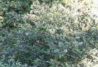 drought tolerant plants for California