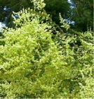drought tolerant plants for California
