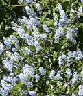 drought tolerant plants for California