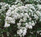 drought tolerant plants for California