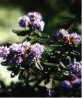 drought tolerant plants for California