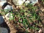 Squaw Carpet is an evergreen ground cover that grows at middle elevations in the west.