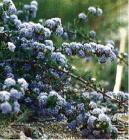 drought tolerant plants for California