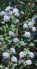 drought tolerant plants for California
