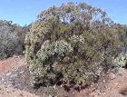 drought tolerant plants for California