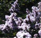 drought tolerant plants for California