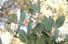 drought tolerant plants for California