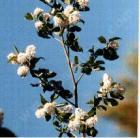 drought tolerant plants for California