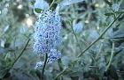drought tolerant plants for California