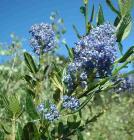 drought tolerant plants for California