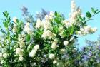 drought tolerant plants for California
