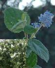 drought tolerant plants for California