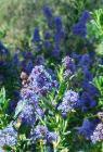 drought tolerant plants for California